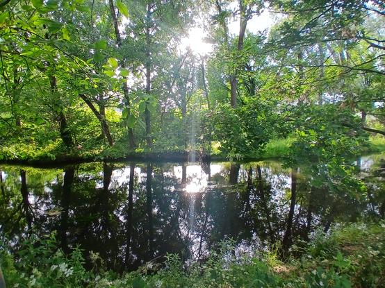 Ein kleiner Fluß umgeben von Bäumen und Grün. Die Abendsonne scheint durch die Bäume, die sich ebenso wie die Bäume im Wasser spiegelt.