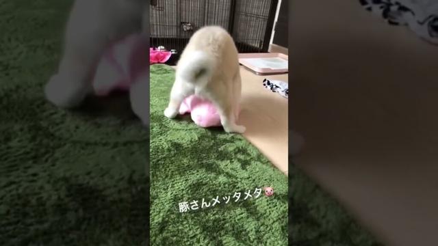#akitainu 遊ぶのが大好きな秋田犬の赤ちゃん