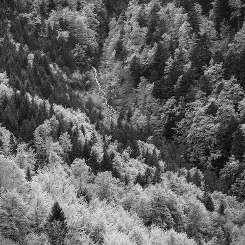 Photo noir et blanc.
Dans un vallon raide et densément boisé, un torrent surgit avant de disparaître à nouveau sous les frondaisons.