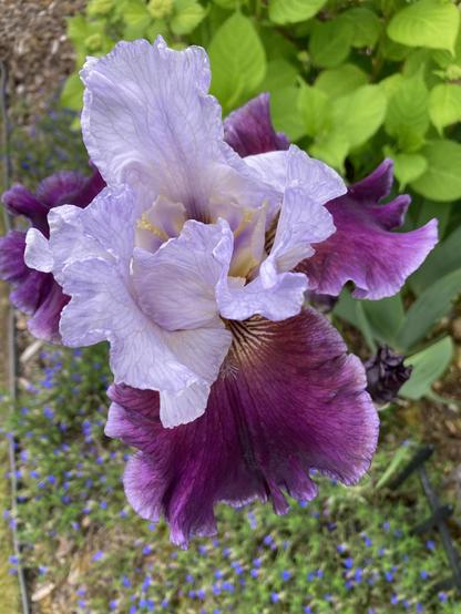 Purple iris bloom