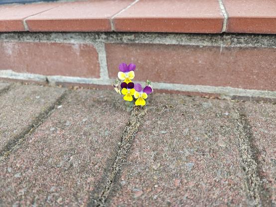 Eine kleine bunte Blume kämpft sich zwischen Pflastersteinen hindurch.