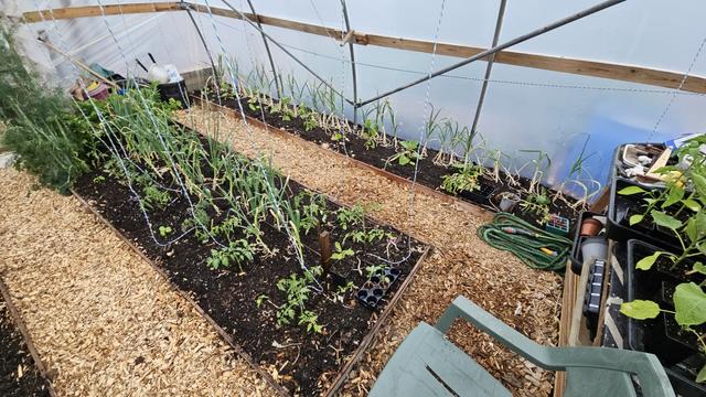 A view inside a polytunnel, a wide bed left of the central path, then a narrow bed along the side where the polythene is, there are plants in all the beds with blue and yellow strings running up to the ceiling from them, the beds have low wooden edges and there is pale wood chip over the paths, there are garlics along the edge of the poly tunnel and down the center of the nearer bed.