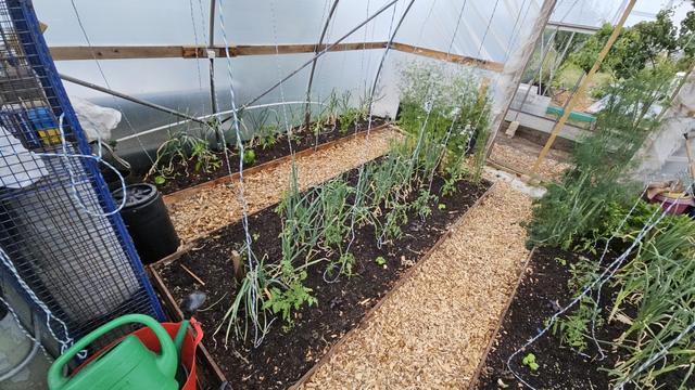 a view inside a poly tunnel, straight ahead is a double width bed with the central path on the right and path behind it beyond which is a narrow bed along the side of the poly tunnel these only run for part of the length of the poly tunnel and just visible on the left is a cage for holding things and some other equipment, the beds have various plantings in the blue and yellow strings leading up to the ceiling there is garlic down the center of the foreground bed and down the far edge of the background bed to the right the central door of the poly tunnel end is visible the end of the central path.