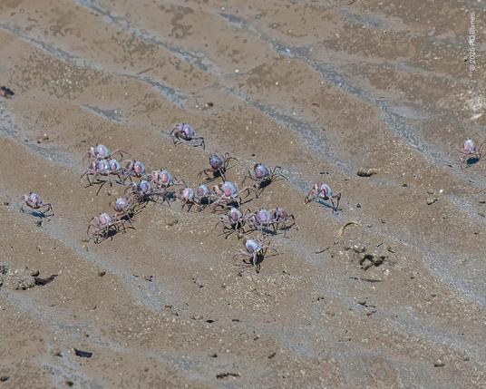 A small section of a larger group of sand bubbler crabs on the march across a low-tide mangrove flat. The crab's bodies are quite bulbous, not like a typical flattened semicircle, and they move quite fast for their diminutive size.