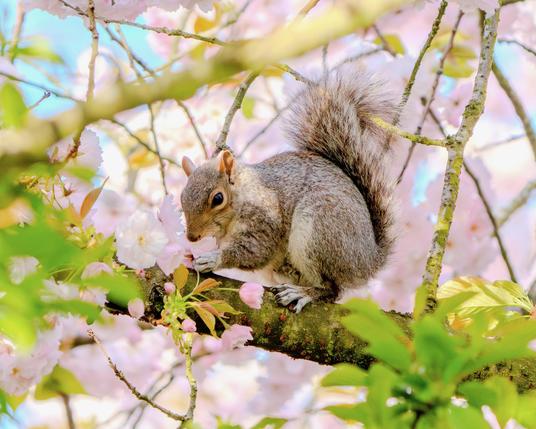 Squirrel eating blossoms