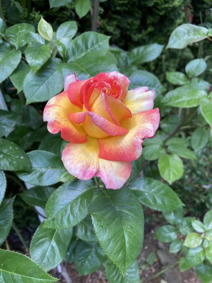 Rose bloom from rose bush in our back yard.