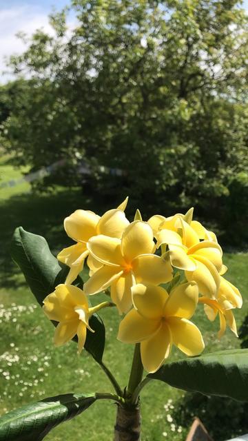 The image features a close-up of a cluster of bright yellow flowers, likely plumeria, with five petals each, arranged in a circular pattern. The flowers are in full bloom, showcasing their vibrant color and delicate structure. The leaves are dark green, glossy, and broad, with visible veins, adding contrast to the yellow petals. The background is a blurred green landscape with a large tree, suggesting a garden or park setting. The sky is visible, indicating a sunny day. The overall composition highlights the flowers in the foreground, with the background providing a natural, serene setting.