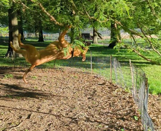 A large dog in a park, halfway through a backflip