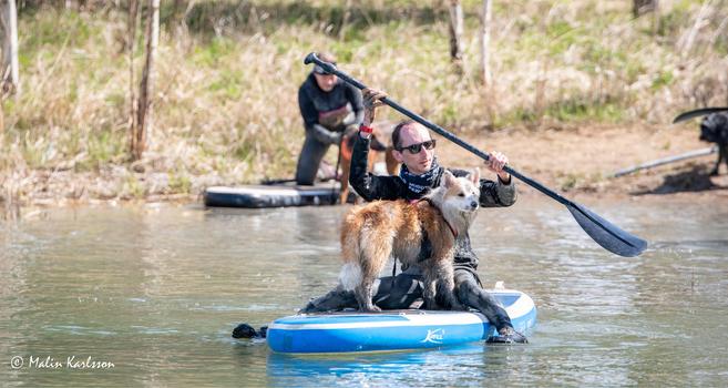 A mud-soaked guy in sunglasses sitting on a paddleboard, paddling away in the roasting sun. A wet and muddy red & white icelandic sheepdog stands in front of her, sideways, looking away in the distance, contemplating perhaps how she got in this ungodly situation...