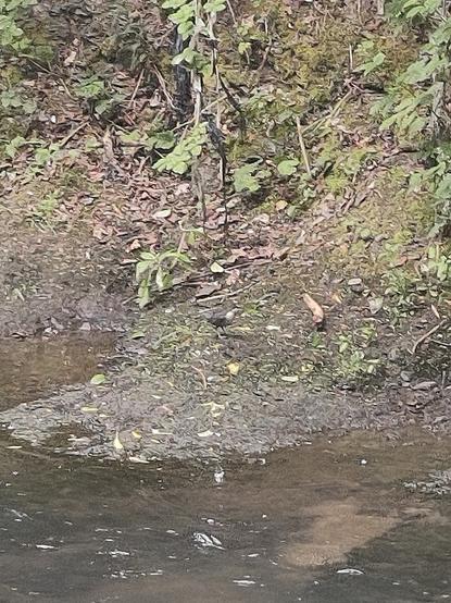 A bird on the banks of the river