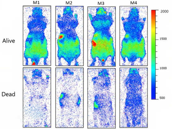 'Aura' pictures of dead and alive mice in comparison.
