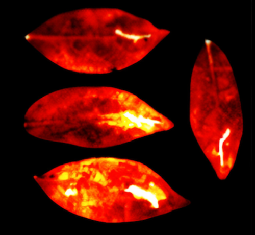 The 'aura' of leaves.