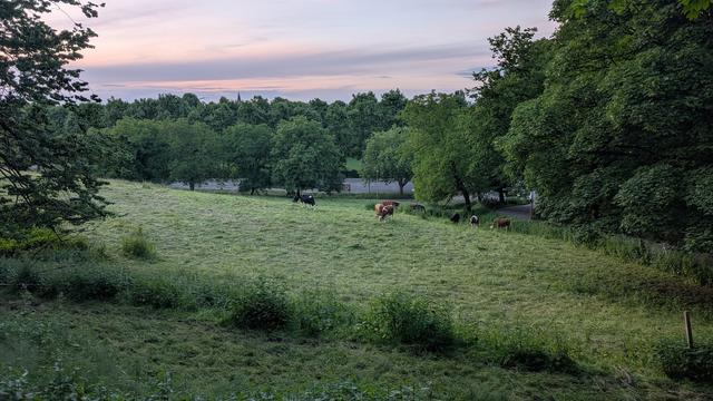 Photo of a field with some cows taken from higher up. The sky is blue-ish. There are clouds on the horizon. Trees on the left and beyond the field.