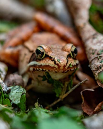 A brownish wood frog is looking straight at the viewer