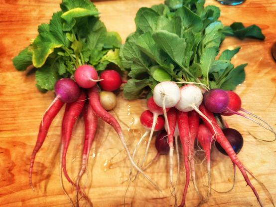 Two bunches of fresh radishes, red, purple, yellow, and white.  Some are plump and round and others are long and thin.