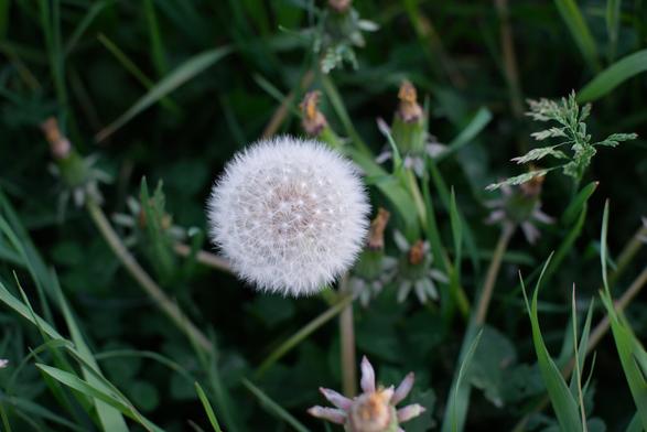 A Dandelion that is turned white and ready to spread it's seeds.