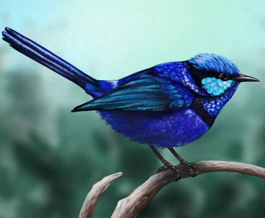 Realistic drawing of a blue bird on curved tree branch. The bird is in many shades of blue, with slightly brighter belly and wings, darker belt around its neck and stripe near its eyes and brightest feathers on face. It is turned to right side of the picture. There are blurred tree leaves in the background.