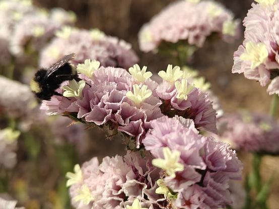 Pale lavender bunches of papery-looking small flowers, interspersed with pale yellow ones. A large fuzzy bumblebee is sipping from one of the flowers.