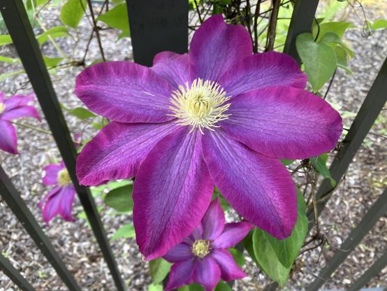 Clematis blooms