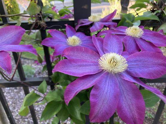 Clematis blooms by iron fence