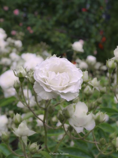 白い薔薇