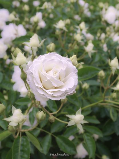 白い薔薇