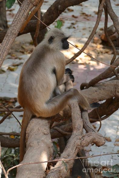 A monkey sitting on a tree