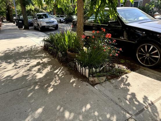 A tree pit on a residential street with a variety of flowers and plants, including an orange/red rose bush and what looks like a snake plant.