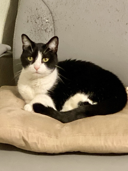 Gorgeous black and white tuxedo cat is happily curled up on a cushion on an office chair. The back of the office chair has been shredded. With wild and passionate abandonment has it been shredded.