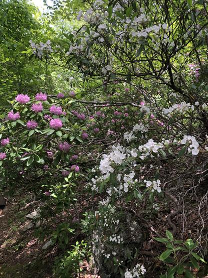 dark pink rhododendron and light pink mountain laurel blooms in the forest