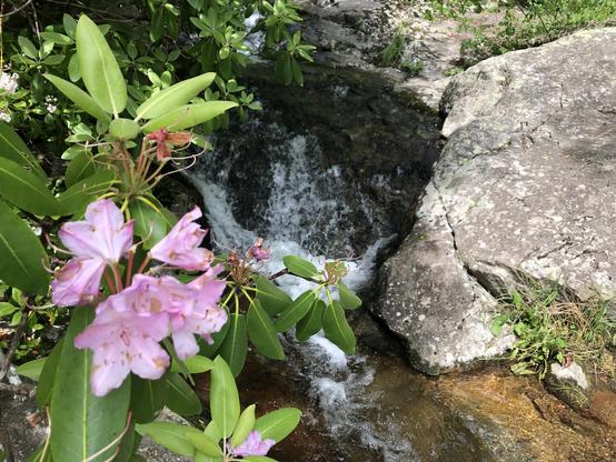 pink rhododendron flowers in front of small waterfall
