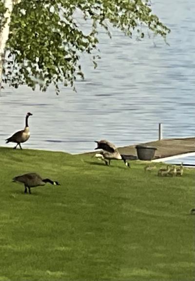 Three adult geese and three goslings in a row on grass in front of a lake with a dock in it.
