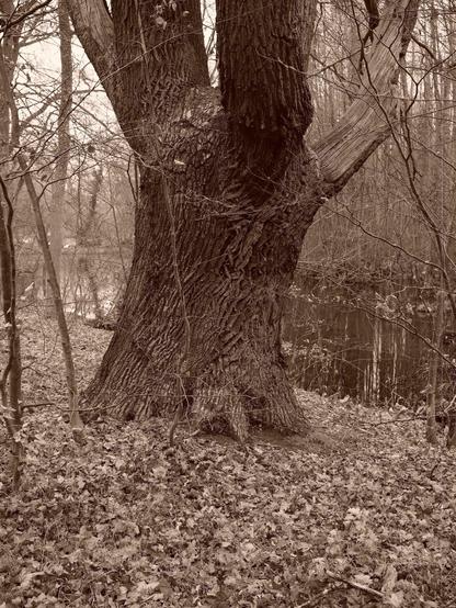 Large tree trunk with rough bark in the foreground, surrounded by fallen leaves. Background includes a small, calm body of water and a densely wooded area with leafless, thin branches. Image is in sepia tone.