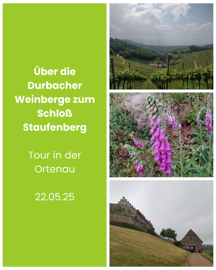 Bilder-Collage. Die linke Seite ist in einem hellen grün hinterlegt und es steht drauf: Über die Durbacher Weinberge zum Schloß Staufenberg, Tour in der Ortenau, 22.05.25

Auf der rechten Seite sieht man drei Bilder
1. Blick die Weinberge runter ins Tal in der Ferne sieht man ein paar Gebäude.
2. Pinkfarben blühender Fingerhut.
3. Foto von Schloss Staufenberg und einer dazugehörenden Scheune.