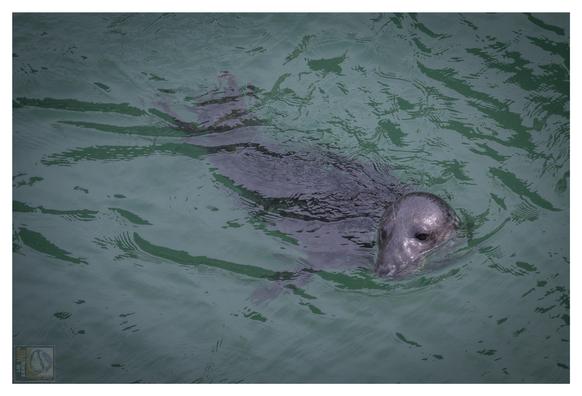 A grey Seal swimming in the North Sea