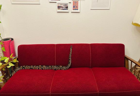 Photo of a wild type ball python sprawled across a red sofa, her upper body is pointing upwards towards the back rest.