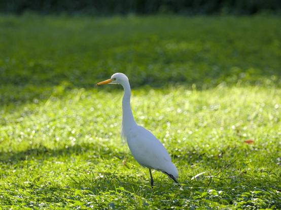 A plumed egret, walking through grass