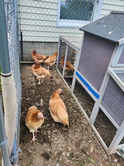 6 reddish brown and buff colored Marans pullets strut around their Grey mobile chicken coop in a chain link fenced area. One of them is inside the mesh enclosed area attached to the coop.
