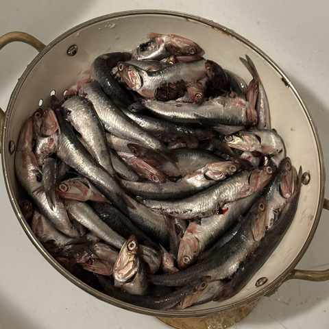 anchovies