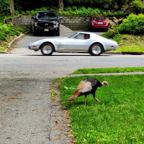 A wild turkey walking on a green, grassy yard. A silver Corvette, I think from the eighties, cruises by in the background.
