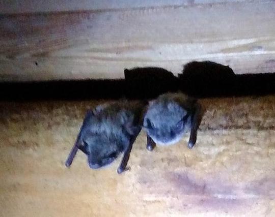 Two little brown bats rest on a log rafter. The one on the right is looking at the camera.