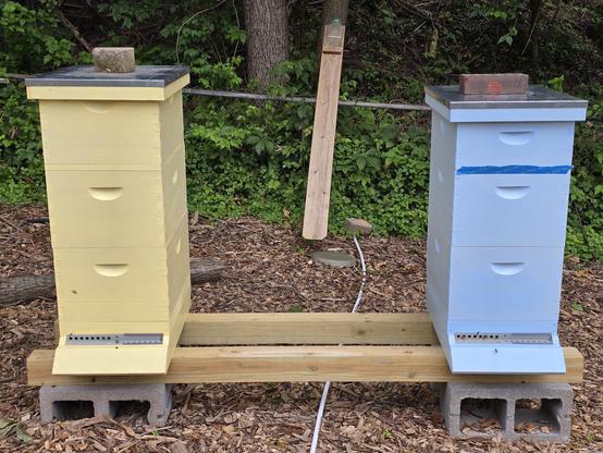Two Langstroth hives sitting on 4x4 posts, one yellow, and one blue. There is woods behind with a board hanging from a tree. The blue box has painters tape covering a gap until the bees do.