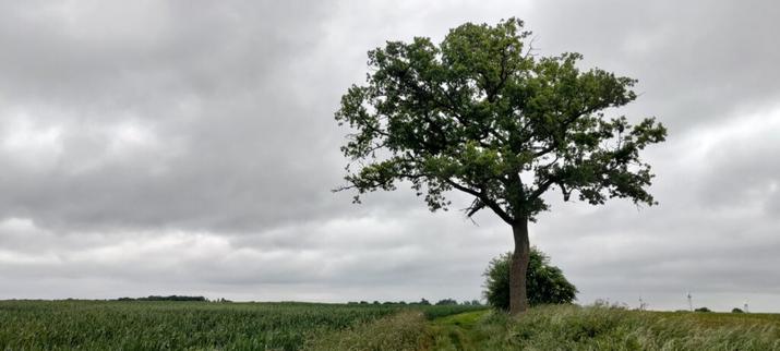 un grand arbre au milieu d'un champs, un chemin en herbe passe dessous. Le ciel est très gris