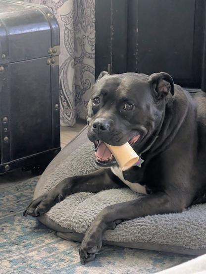 A black American Staffordshire Terrier laying on a dog bed.  There's a bone in her mouth.