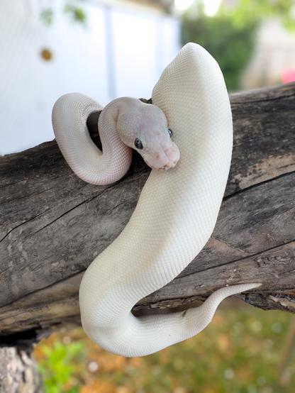 A blue-eyed leucistic ball python curls around a grey tree branch, his tail curling to the right. In the background is blurry green and brown grass and a white fence.