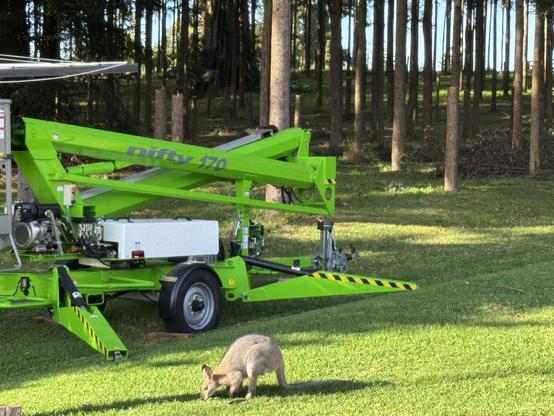 A male wallaby eats pellets from green grass. Behind him is a boom lift used for trimming trees.