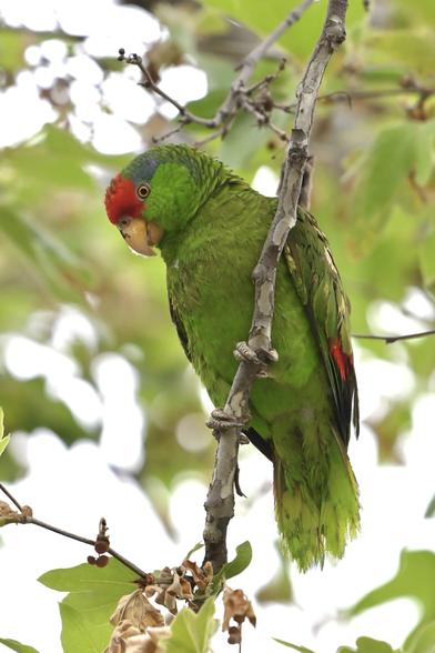 A vibrant Red-crowned Amazon parrot perches on a branch, featuring green plumage with a red crown and lavender markings on its head and a yellow eye.
