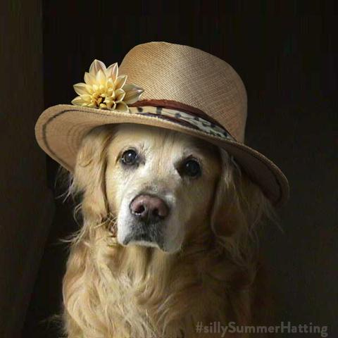 Very intent Golden Retriever stares directly at the camera (and the treat.)  He has a huge amount of chest and ear hair, and is a handsome boy. He is wearing a straw sunhat with a small brim, patterned band, and a pale yellow flower.