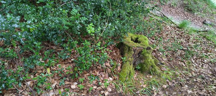 A photo of a wizened tree stump, covered in lush green moss. It sits amongst a carpet of crunchy leaves and holly, with some plucky sprouts of grass dotted around. Something definitely lives in the stump's nook.