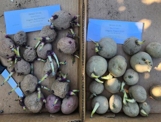 Two small boxes with seed potatoes sprouted and ready to plant. Red Norland on the left, Yukon Gold on the right. The potatoes are smaller than golf balls. Some have small green shoots.